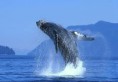 /album/fotogaleria-turismo/ballenas-jpg/